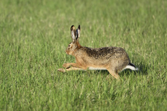 European hare (Lepus europaeus), running across a field, Lake Neusiedl National Park, Seewinkel,