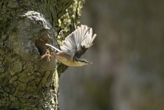 Nuthatch (Sitta europaea), taking off from its breeding den, Lake Neusiedl National Park,
