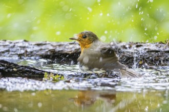 European robin (Erithacus rubecula) bathing Germany