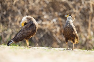 Crested caracara (Polyborus plancus) Pantanal Brazil