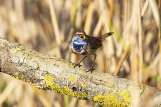 Bluethroat (Luscinia svecica cyanecula) Male Germany