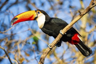 Giant toucan (Ramphastos toco) Pantanal Brazil