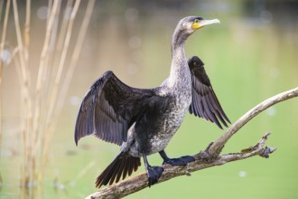 Cormorant (Phalacrocorax carbo) Germany