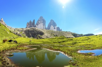 Cows are grazing near a small lake reflecting the tre cime di lavaredo peaks in the italian