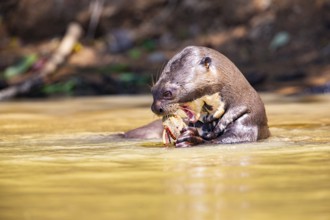 Giant otter (Pteronura brasiliensis) Pantanal Brazil