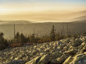 View from the Lusen with Blockmeer in the golden evening light, Bavarian Forest National Park,