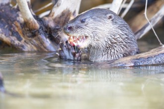 Southern river otter (Lontra longicaudis) Pantanal Brazil