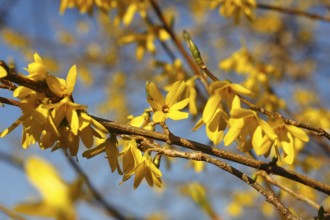 Flowering forsythia (Forsythia), North Rhine-Westphalia, Germany, Europe