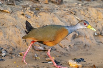 Grey-necked wood rail (Aramides cajanea) Pantanal Brazil