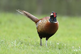 Pheasant (Phasianus colchicus), male standing in meadow, Texel, North Holland, Netherlands