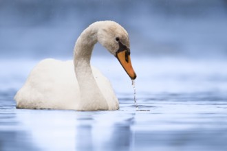 Mute swan (Cygnus olor) on Lake Phoenix, drinking, water droplets, close-up, Dortmund, North