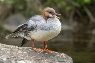 Common merganser. Mergus merganser. A female stands a rock. Lake Wapizagonke. La Mauricie national