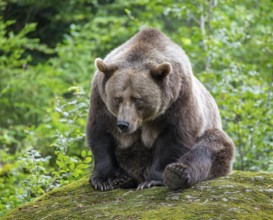 Brown bear (Ursus arctos) sitting on a rock covered with moss, captive, Bavarian Forest National