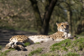 Cheetah (Acinonyx Jubatus) lies on a hill, occurring Africa and Asia, captive