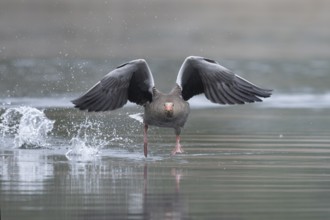 Greylag goose (Anser anser) in flight, Remerchen, Luxembourg, Europe