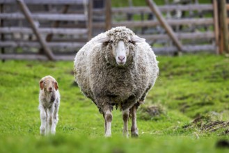 Sheep and young of the Württemberger breed, also known as Merinoland sheep. Sheep pasture on the