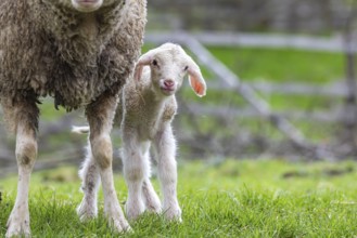 Sheep and young of the Württemberger breed, also known as Merinoland sheep. Sheep pasture on the