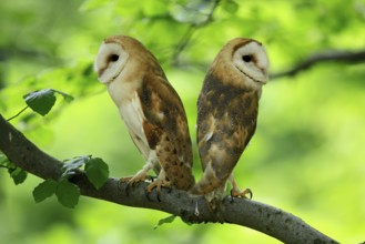 Barn owl (Tyto alba), adult, pair, vigilant, on tree, in summer, Šumava, Czech Republic, Europe