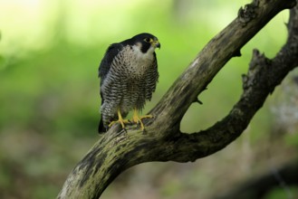 Peregrine falcon (Falco peregrinus), adult, on tree, alert, in summer, Šumava, Czech Republic,