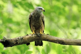Black Kite (Milvus migrans), adult, alert, perch, Šumava, Czech Republic, Europe