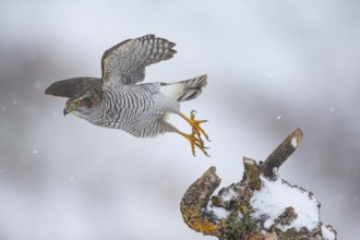 Goshawk (Accipiter gentilis) Germany