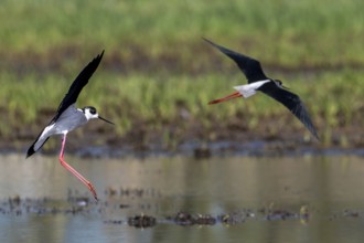 Two black-winged stilts (Himantopus himantopus) adult males landing in shallow water of pond at
