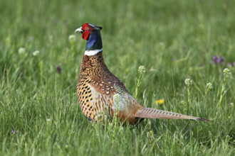 Pheasant or hunting pheasant (Phasianus colchicus), male standing in meadow, Lake Neusiedl National