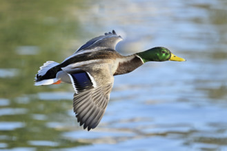 Mallard (Anas platyrhynchos), drake in flight, Lake Zug, Canton Zug