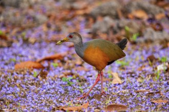 Grey-necked wood rail (Aramides cajanea) Pantanal Brazil