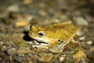 Mexican tree frog (Smilisca baudinii), sitting on the ground, at night, Puntarenas province, Costa