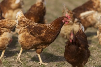 Brown hens on a pasture in the sunlight, domestic chicken, Rhineland-Palatinate, Germany, Europe