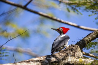 Lineated woodpecker (Dryocopus lineatus) Pantanal Brazil