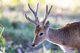 Pampas deer (Ozotoceros bezoarticus) Pantanal Brazil