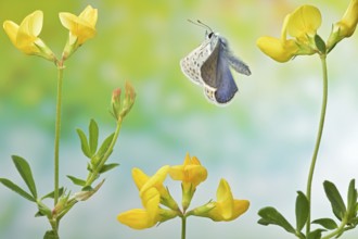 Hippocrepis blue, male (Polyommatus icarus) in flight on the flowers of horseshoe clover