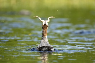 Common merganser. Mergus merganser. A female swallows a bull frog. Lake Wapizagonke. La Mauricie