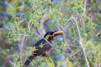 Chestnut-eared aracari (Pteroglossus castanotis) Pantanal Brazil#