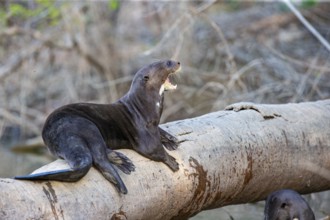 Giant otter (Pteronura brasiliensis) Pantanal Brazil