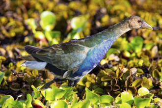 American purple gallinule (Porphyrio martinicus) Pantanal Brazil