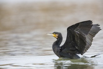 Cormorant (Phalacrocorax carbo) in the water Germany