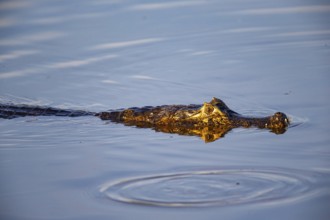 Spectacled caiman (Caiman crocodilius) Panatanal Brazil