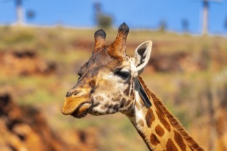 A giraffe with its head turned to the side and its tongue hanging out. The giraffe is standing in a