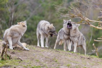 A pack of grey wolves (Canis lupus lupus) playing on a hill and showing social behaviour