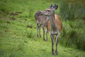 Red deer (Cervus elaphus) cow with calf captive Germany