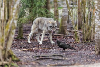 A grey wolf (Canis lupus lupus) standing in a forest on a cloudy day, watching a common raven