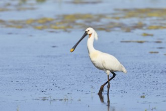 Spoonbill (Platalea leucorodia), adult bird striding through shallow water, adult bird in