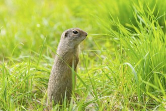 European ground squirrel (Spermophilus citellus) on a meadwo, Bavaria, Germany, Europe