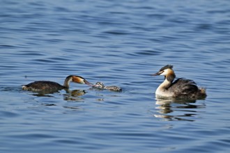 Great Crested Grebe (Podiceps Scalloped ribbonfish), pair feeding a chick with fish, swimming in