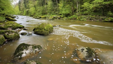 European beech trees shedding leaves, in the foreground moss-covered stones on the river Sihl,