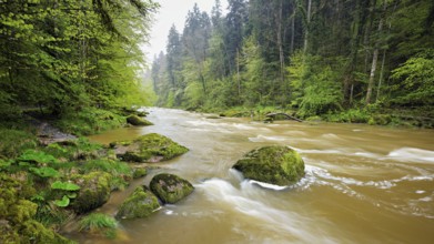 European beech trees shedding leaves, in the foreground moss-covered stones on the river Sihl,