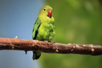 Taranta parrot (Agapornis taranta), adult, male, on hold